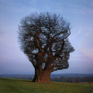 Tree of Half Life